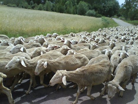 Más ovejitas